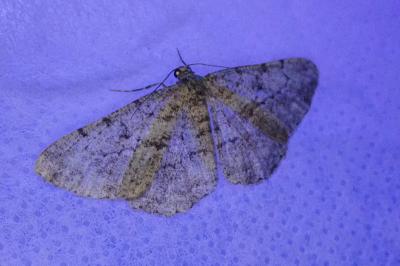 <i>Peribatodes rhomboidaria</i>