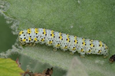 <i>Cucullia verbasci</i>