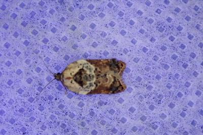 <i>Acleris variegana</i>