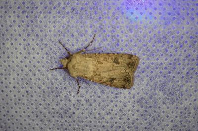 <i>Agrotis segetum</i>