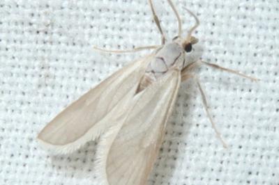<i>Acentria ephemerella</i>