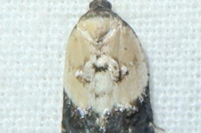 <i>Acleris variegana</i>