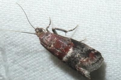 <i>Acrobasis marmorea</i>