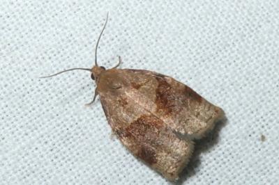 <i>Archips rosana</i>