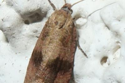<i>Celypha striana</i>