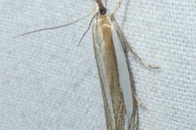 <i>Crambus pascuella</i>