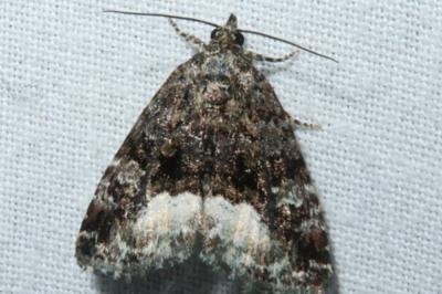 <i>Deltote pygarga</i>