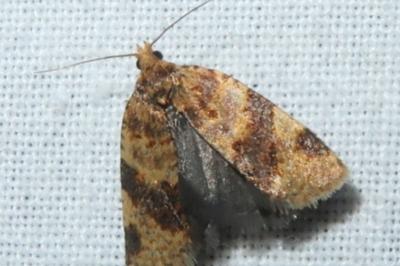 <i>Epagoge grotiana</i>