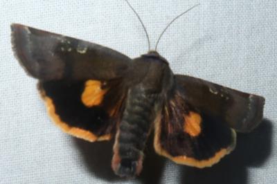 <i>Noctua janthina</i>