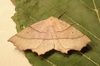 <i>Gerinia honoraria</i>