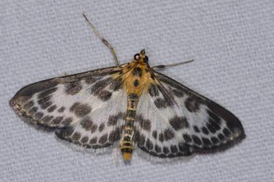 <i>Anania hortulata</i>