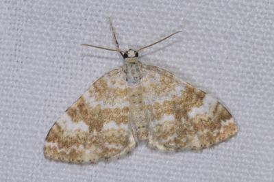 <i>Perizoma flavofasciata</i>