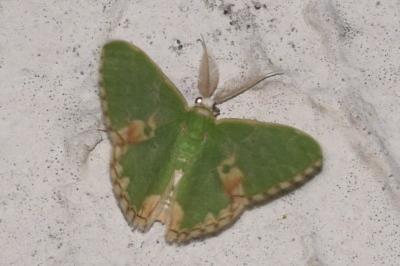 <i>Comibaena bajularia</i>