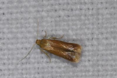 <i>Tischeria</i>