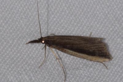 <i>Donacaula mucronella</i>