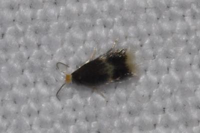 <i>Stigmella</i>
