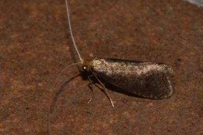 <i>Nematopogon metaxella</i>