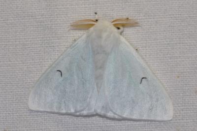 <i>Arctornis l-nigrum</i>