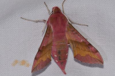 <i>Deilephila porcellus</i>