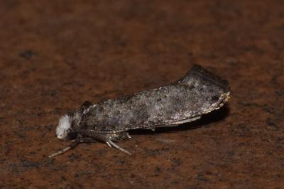 <i>Paraswammerdamia nebulella</i>