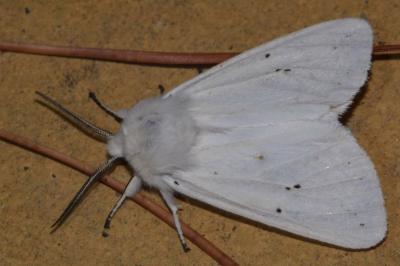 <i>Spilosoma urticae</i>