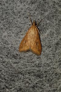 <i>Udea ferrugalis</i>