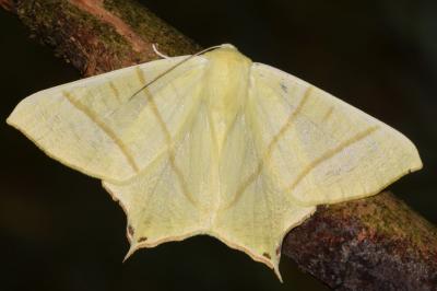 <i>Ourapteryx sambucaria</i>