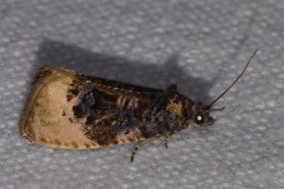 <i>Hedya ochroleucana</i>