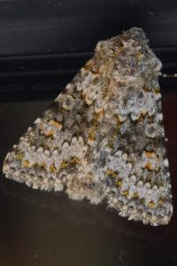 <i>Hecatera dysodea</i>