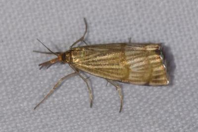 <i>Chrysocrambus linetella</i>