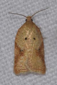 <i>Acleris ferrugana/notana</i>