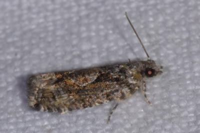 <i>Zeiraphera isertana</i>