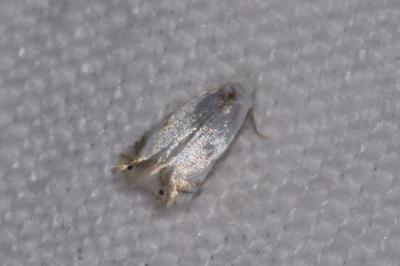 <i>Pseudopostega crepusculella</i>