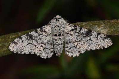 <i>Biston betularia</i>