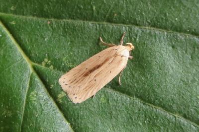 <i>Agonopterix pallorella</i>