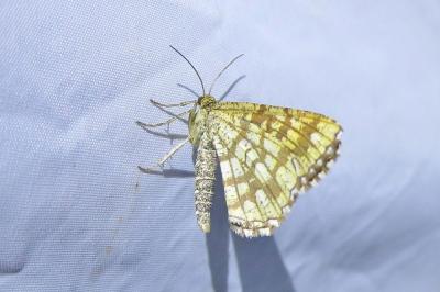 <i>Chiasmia clathrata</i>