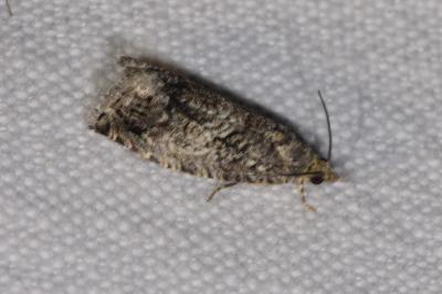<i>Cydia fagiglandana</i>