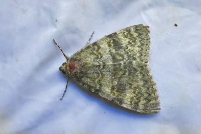 <i>Catocala elocata</i>