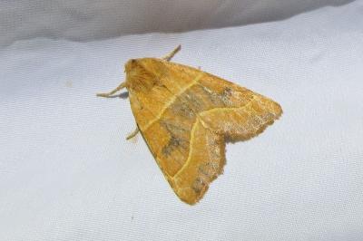 <i>Atethmia centrago</i>