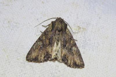 <i>Mniotype solieri</i>