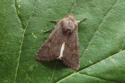 <i>Aporophyla lueneburgensis</i>