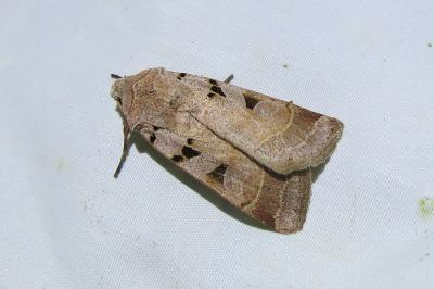 <i>Eugnorisma glareosa</i>