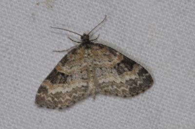 <i>Pterapherapteryx sexalata</i>