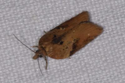 <i>Acleris hastiana</i>