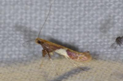 <i>Caloptilia stigmatella</i>
