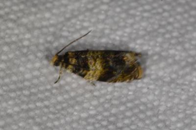 <i>Celypha aurofasciana</i>