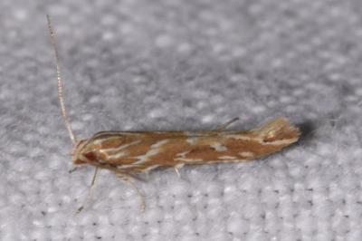 <i>Pyroderces argyrogrammos</i>