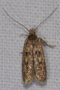 <i>Hofmannophila pseudospretella</i>