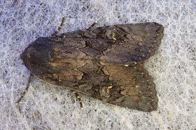 <i>Aporophyla nigra</i>