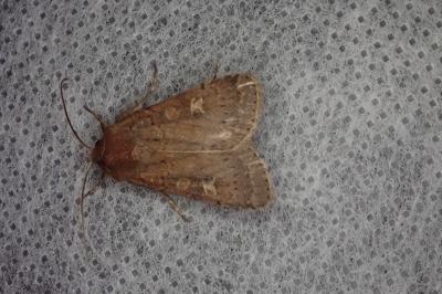 <i>Xestia xanthographa</i>